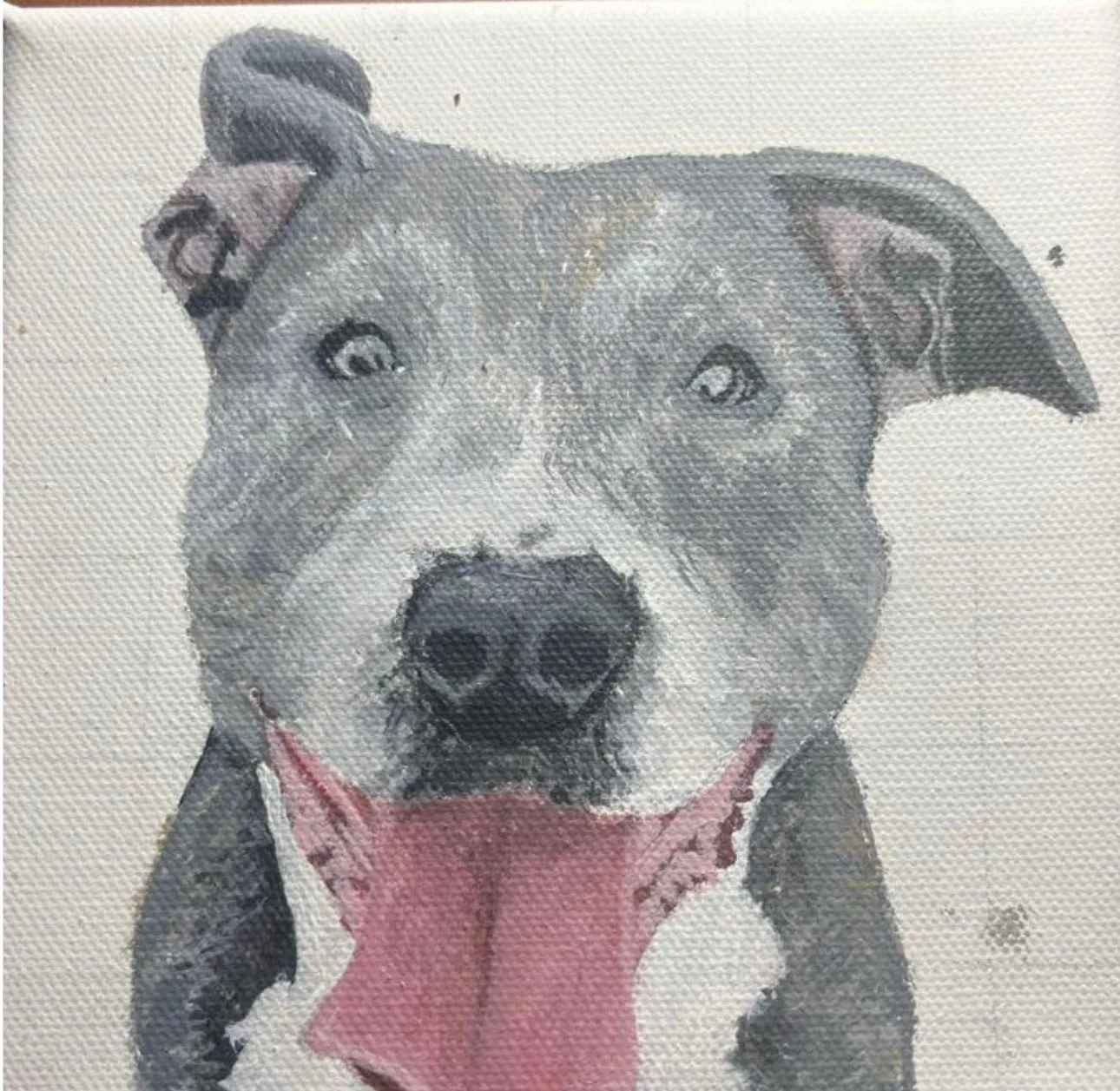 A blue-nose pit bull painted on a mini canvas